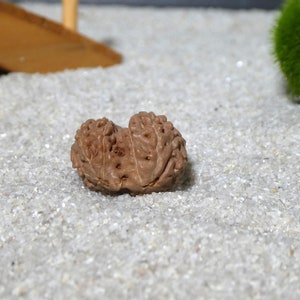 Gauri Shankar Rudraksha Bead | Indonesian Gauri Shankar | 2631
