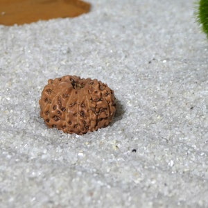 Ten Mukhi Rudraksha Bead | 10 Mukhi Rudraksha | Indonesian Rudraksha | Ten Face Rudraksha |  10 Face Rudraksha Bead | 2633