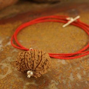Seven Mukhi Rudraksha with Sterling Silver Setting and Clasp • Rudraksha Bead Setting • Seven Mukhi Nepal •  3107