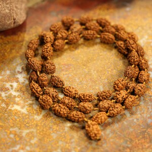 54 Perlen Zwei Mukhi Rudraksha Mala | 6-7mm | Zwei Gesicht Rudraksha Half Mala | 2 Mukhi Mala Perlen | Indonesische 2 Mukhi Perlen 3619
