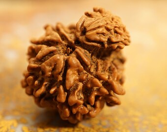 Garbh Gauri Rudraksha • Gauri Ganesh Rudraksha • Nepalese rudraksha • Nepalese Garbh Gauri • 3391