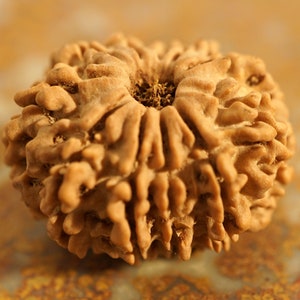 Eleven Mukhi Rudraksha Bead • 11 Mukhi Rudraksha Bead from Nepal • Eleven Face Rudraksha • 11 Face Nepali Rudraksha Bead • 4773