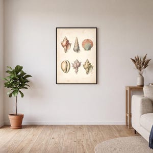 Seashell Chart Wall Art, PRINTABLE Vintage Marine Poster, Antique Shell Specimen Plate, Coastal Gallery Wall Decor, Digital Download