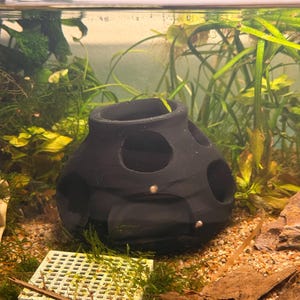 Betta hideout, Betta Cave, both Beta and loach love it!!!!
