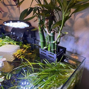 May include: A rectangular aquarium with green aquatic plants and bamboo stalks. The bamboo is in a black plastic container. A bright LED light illuminates the tank. The water is clear, and the plants are vibrant green.