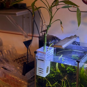 May include: A green bamboo plant with long, slender leaves is placed in a white plastic holder, positioned above a fish tank. The tank contains aquatic plants and is illuminated by a light. The bamboo has a few yellowing leaves.