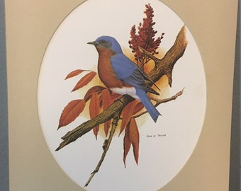 Vintage Bluebird Print By John W. Taylor American Artist, Print With Mat, Signed Art, Bird Print