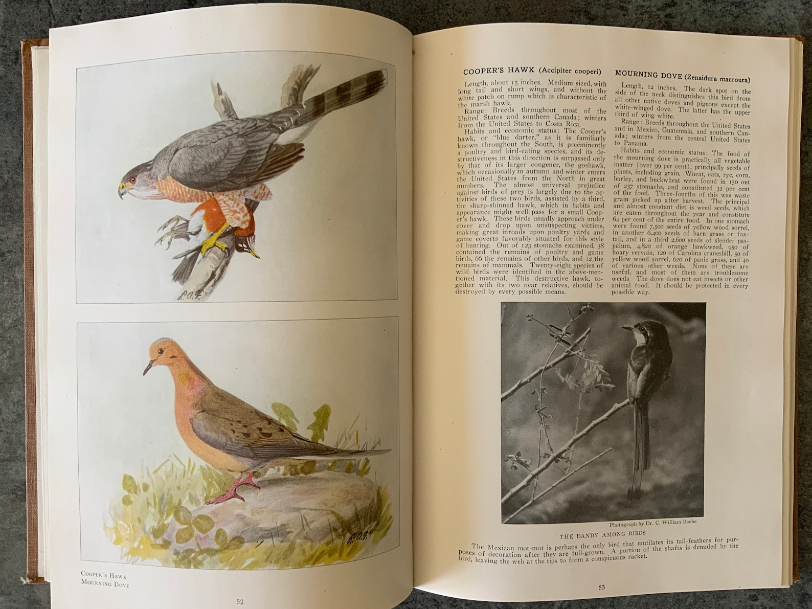 The Book Of Birds By National Geographic Society 1921 Etsy