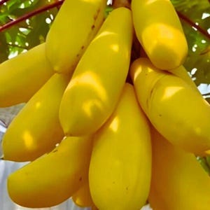 Puede incluir: Primer plano de un racimo de papayas amarillas maduras. Las frutas alargadas con piel lisa cuelgan de una rama. La luz del sol crea reflejos y sombras, enfatizando la textura y el color natural de la fruta tropical. La imagen es vibrante.