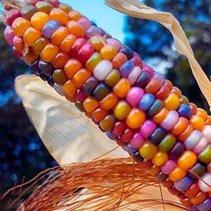 Könnte beinhalten: Nahaufnahme eines bunten Maiskolbens mit orangefarbenen, rosa, lila, blauen, gelben und weißen Körnern. Der Mais wird teilweise von getrockneten Blättern und Seide bedeckt, mit einem verschwommenen grün-blauen Hintergrund.