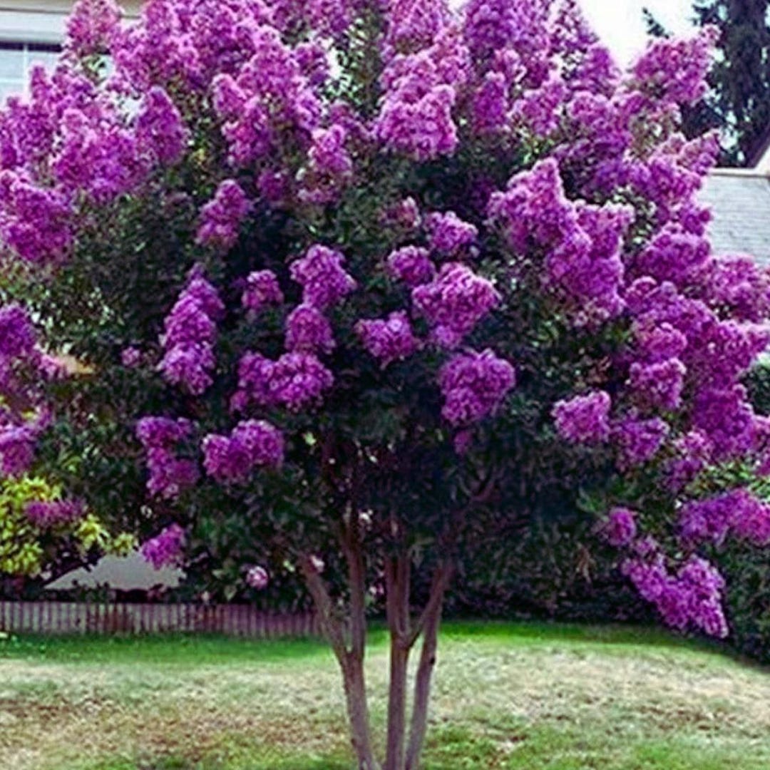 Violet Purple Crape Myrtle Seeds – Flower Tree , Ornamental Landscape ...