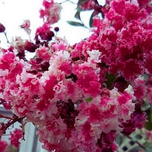 May include: Close-up of vibrant pink and white crepe myrtle flowers in full bloom. The flowers have a ruffled texture and are clustered together on branches. The image captures the beauty of nature with a focus on the floral details.