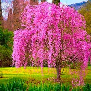 May include: A weeping tree in full bloom, its branches laden with bright pink flowers. The tree stands in a grassy area, with a backdrop of green trees and a hint of a distant hill. The image captures the beauty of nature in a vibrant, colourful scene.