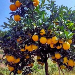 Sementes de Laranjeira Doce (23 unidades)