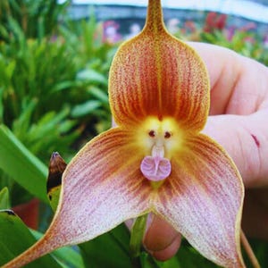 May include: Close-up of a unique orchid flower, showcasing a striking resemblance to a monkey's face. The flower features a blend of orange, yellow, and pink hues, with intricate patterns and a delicate, textured appearance. The orchid's petals are gracefully shaped.