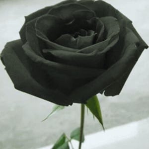 Puede incluir: Primer plano de una rosa negra completamente florecida. La rosa tiene muchas capas de pétalos y está sobre un tallo verde con hojas verdes. El fondo es gris claro.