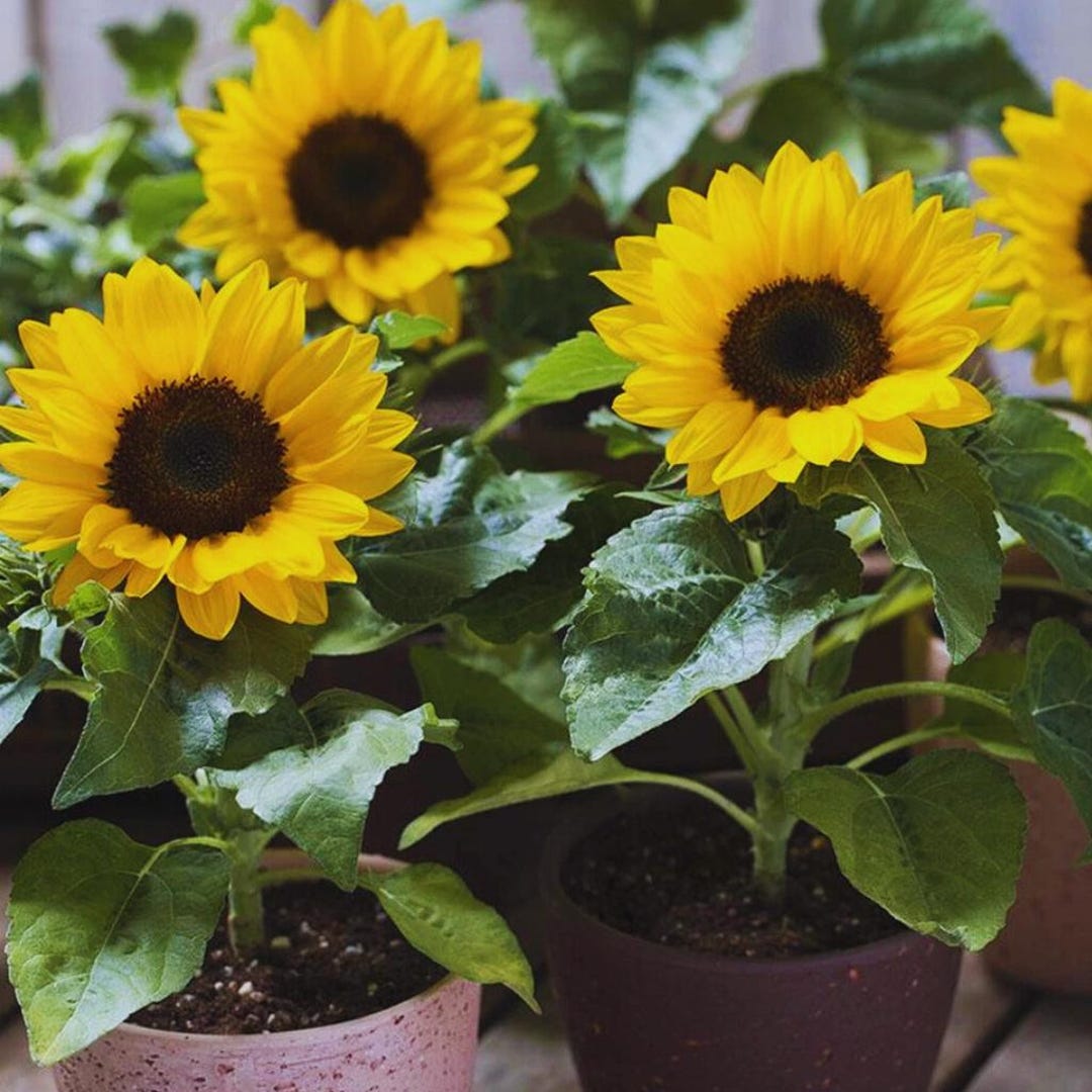 Dwarf Sunspot Sunflower 200 Seeds - Etsy