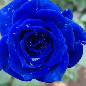 Puede incluir: Primer plano de una vibrante rosa azul en plena floración. Los pétalos son de un azul profundo y saturado con una textura aterciopelada, y se ven gotas de agua en la superficie. El centro de la rosa está fuertemente enrollado.