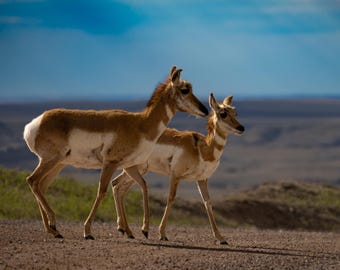 Pronghorn Pair Photography Print, Western Wildlife Wall Art, Dakota Prairie Decor, Unframed Nature Photo