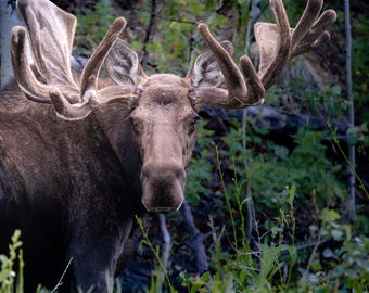 Bull Moose Photography Print, Velvet Antler Wildlife Wall Art, Rustic Lodge Decor (Unframed)