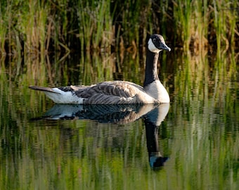 Canada Goose Photography Print, Green Marsh Wildlife Art, Rustic Nature Decor