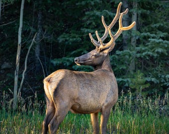 Bull Elk Photography Print, Sunlit Antlers, Unframed Forest Wall Art