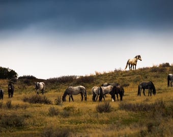 Wild Horse Herd Photography Print, Western Prairie Wall Art, Unframed Wildlife Photo
