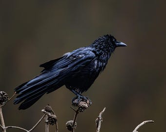 Raven Photography Print, Black Bird Wall Art, Dark Academia Decor, Moody Wildlife Art