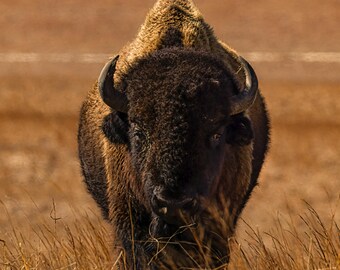 American Bison Photography Print, Buffalo Portrait, Western Wildlife Wall Art