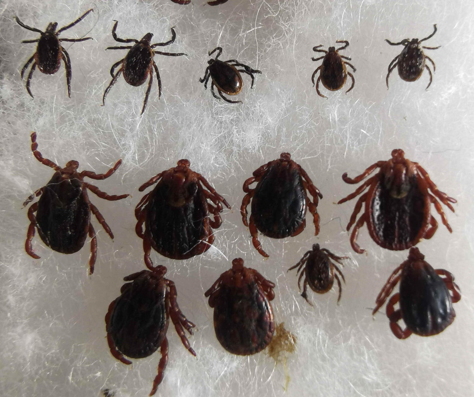 Arachnida Ixodidae Real Hard Scale Ticks 21 Pieces From Southern ...