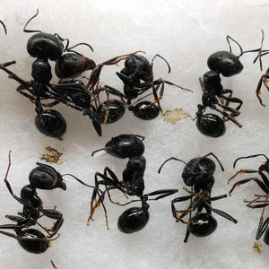 Puede incluir: Un grupo de hormigas negras con cuerpos segmentados y antenas, dispuestas sobre una superficie blanca. Las hormigas están en varias posiciones, algunas parecen interactuar entre sí. La imagen es un primer plano, destacando los detalles de los insectos.