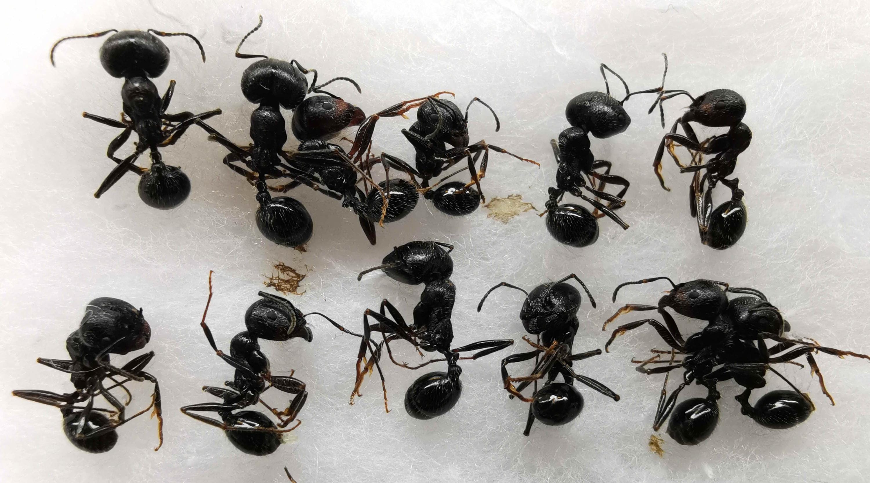 蟻屋出品 Queen ant for sale - Etsy 日本