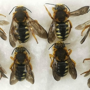 May include: An overhead shot shows eight bees, highlighting their detailed features. The bees have black and yellow striped abdomens, brown wings, and a fuzzy texture. They are arranged on a white surface, with some wings extended.