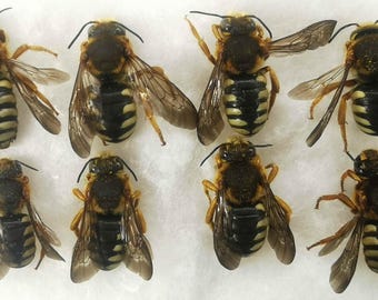 ミツバチ科 Rhodanthidium septemdentatum 野生のミツバチ、体長12～14mm