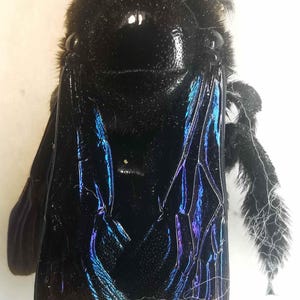 Apoidea Apidae Xylocopa valga snickarbi hona A1 från södra Ukraina längd 24-26 mm