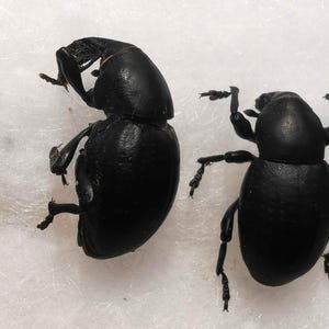 Peut inclure: Quatre coléoptères noirs sont disposés en rangée sur un fond blanc. Les coléoptères ont un exosquelette lisse et brillant et six pattes. Les coléoptères sont dans diverses positions, certains debout et d'autres sur le côté.