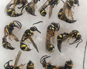 May include: A group of wasps, displaying black and yellow striped bodies, wings, and antennae. The insects are presented on a white surface, highlighting their detailed structure and colouration. The wasps are in different poses.
