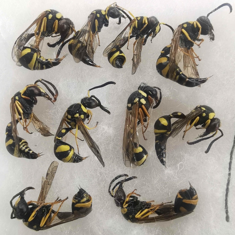 Crochet Insect Pattern Croydon Council Will Treat Wasp Nest Removal - Etsy New Zealand