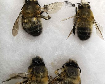 Apoidea Apidae Anthophora plumipes 2 coppie di api selvatiche, vere api dell'Ucraina meridionale