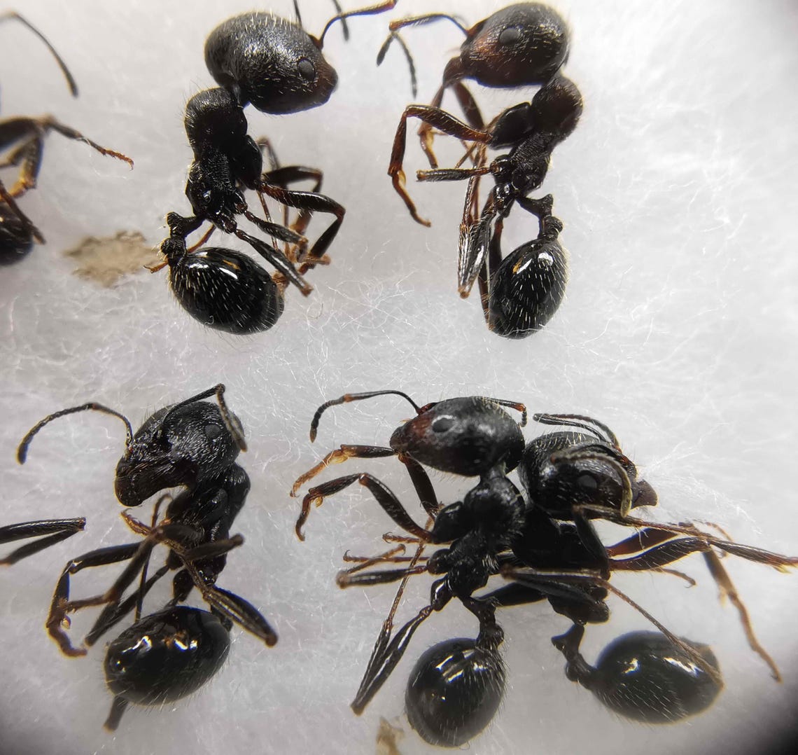 Ant Pattern Real Messor Constructor Formicidae Harvester Ants Real Ants 10 Workers From ...