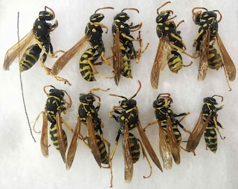 May include: A collection of ten preserved wasps arranged in two rows. Each insect features a distinct black and yellow striped abdomen, a black thorax with yellow markings, translucent brown wings, and thin antennae, all displayed against a white background.