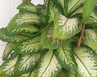 50 semillas de Dieffenbachia: planta de interior fácil de cultivar