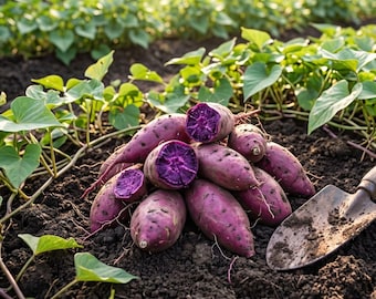 May include: A close-up of freshly harvested purple sweet potatoes, some halved to reveal their vibrant interior. The potatoes rest on dark soil, with a shovel and green leafy plants in the background, suggesting a garden setting.