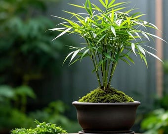 200 sementes de bambu ornamental