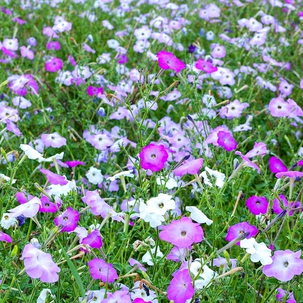 Old Fashion Petunia 200+ Seeds