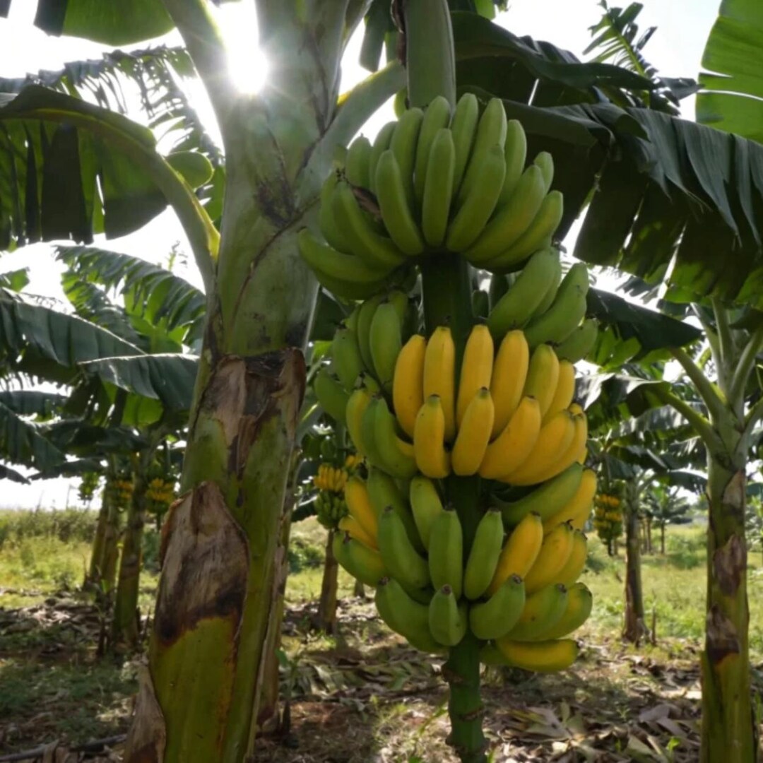 100 Pcs Banana Seeds | Outdoor Garden Tropical Fruit Plant Seeds - Etsy