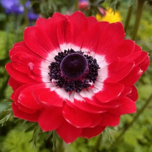 Puede incluir: Primer plano de una vibrante flor de anémona roja con un centro morado oscuro y acentos blancos. Los pétalos de la flor están en capas, creando una apariencia completa y texturizada. El follaje verde proporciona un fondo suave.