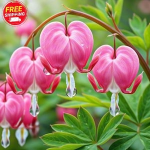 100 Sementes de Coração-Sangrento (Dicentra Spectabilis) - Plantas Florais Raras para Jardim