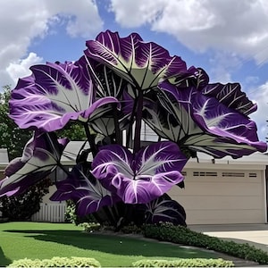 Op de afbeelding: Een grote, gestileerde plant met oversized paarse bladeren en witte nerven. De plant staat voor een huis met een groen gazon en een blauwe lucht met wolken. De bladeren hebben een uniek, artistiek ontwerp.