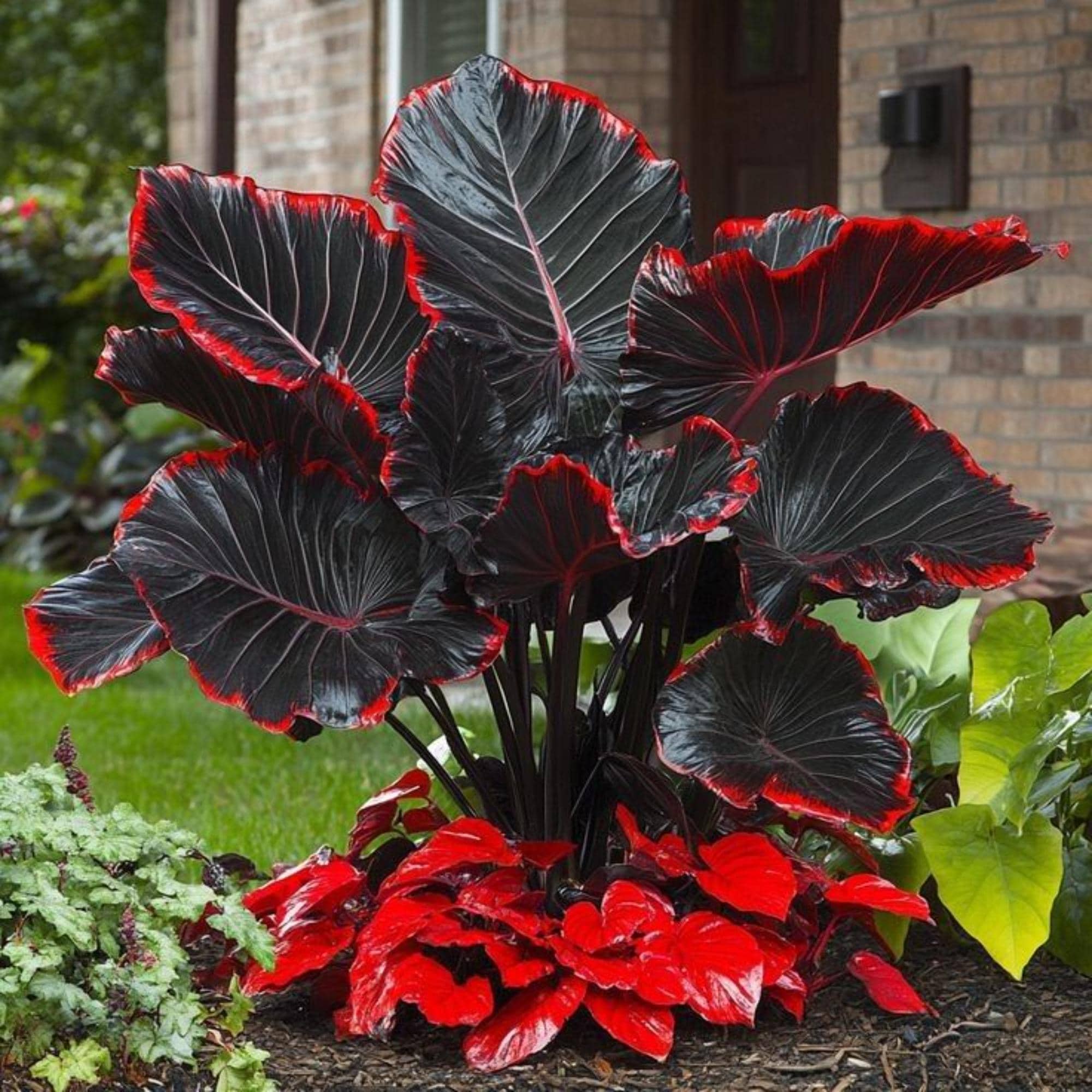 Large elephant ear plant - Etsy sterreich